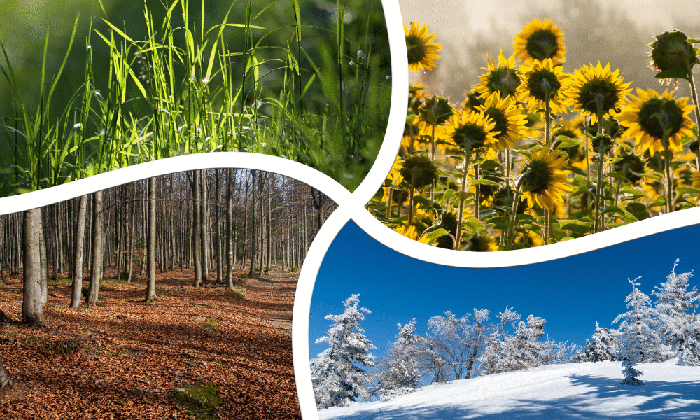 West Virginia Weather Forecast June 19 to June 23 2025