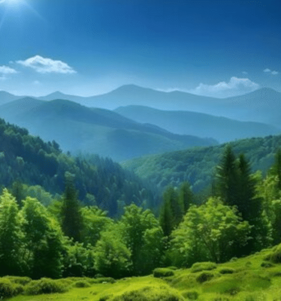 woodland-3-day-weather-forecast-sunny-breezy
