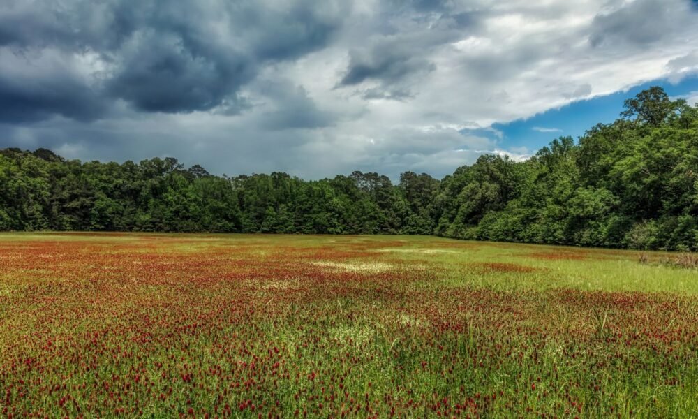 Mississippi 5‑Day Forecast Heat Storms and High Humidity Ahead
