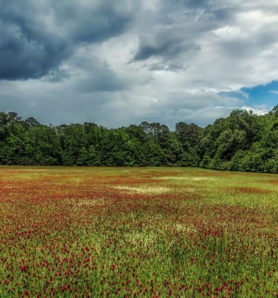 Mississippi 5‑Day Forecast Heat Storms and High Humidity Ahead