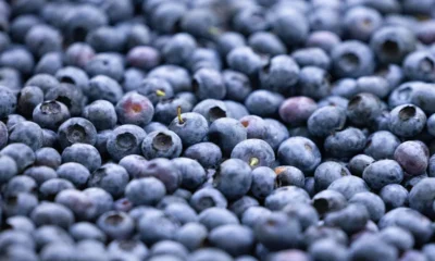 Blueberry Recall in North Carolina: FDA Issues Class I Listeria Warning Over 12,000 Pounds