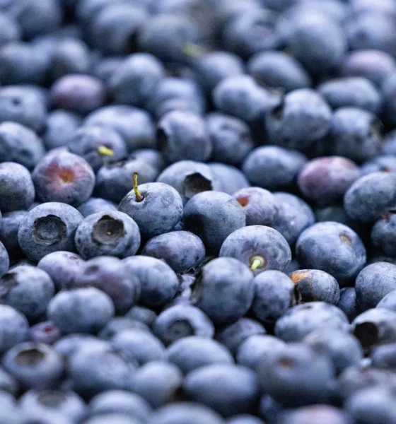Blueberry Recall in North Carolina: FDA Issues Class I Listeria Warning Over 12,000 Pounds