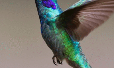 These 5 Species Are Facing a Silent Extinction