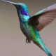These 5 Species Are Facing a Silent Extinction