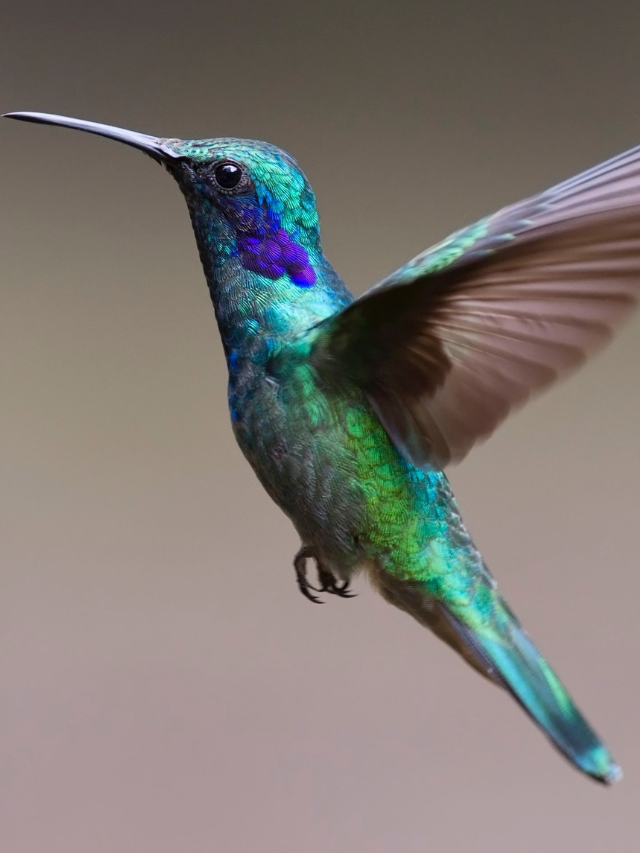 Only 2 Left Alive? The Shocking Truth About These Rare Animals