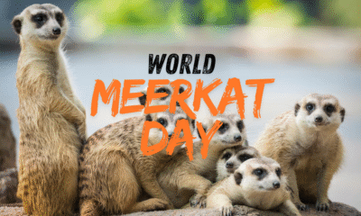 World Meerkat Day 2025: Scientists reveal why meerkats are the bravest mammals alive