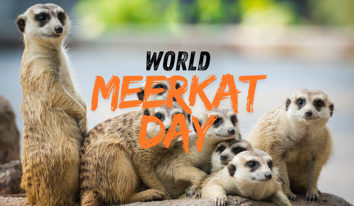 World Meerkat Day 2025: Scientists reveal why meerkats are the bravest mammals alive