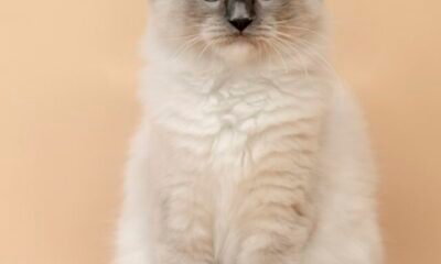 fluffy ragdoll in the studio