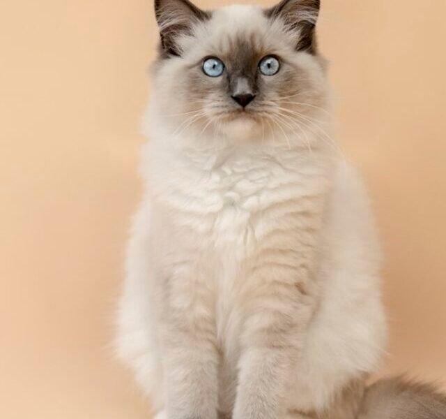 fluffy ragdoll in the studio