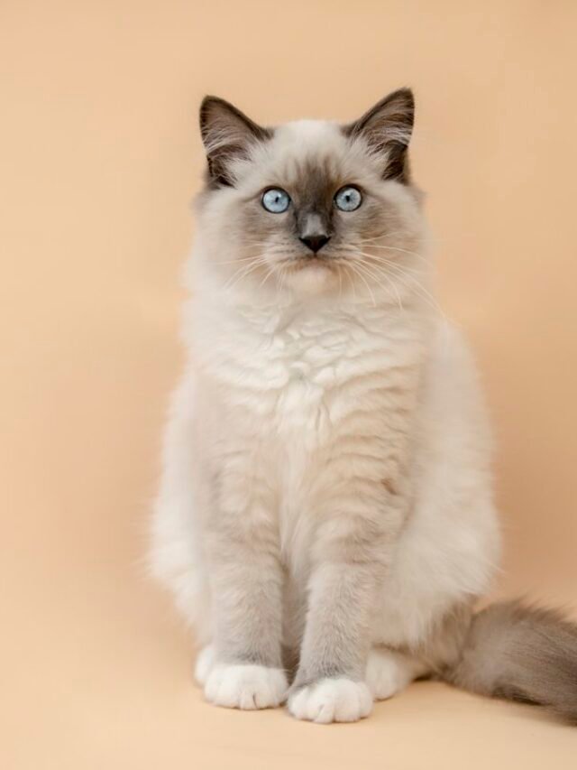 5 Best Cat Breeds in the USA That Are Too Cute to Handle