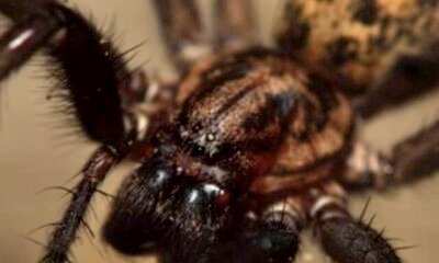 5 Most Dangerous Spiders in the UK That Can Terrify Anyone