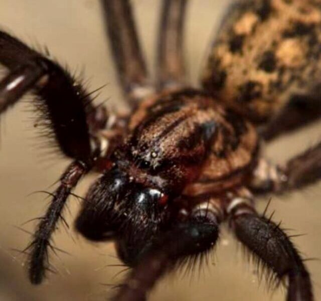5 Most Dangerous Spiders in the UK That Can Terrify Anyone