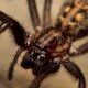 5 Most Dangerous Spiders in the UK That Can Terrify Anyone