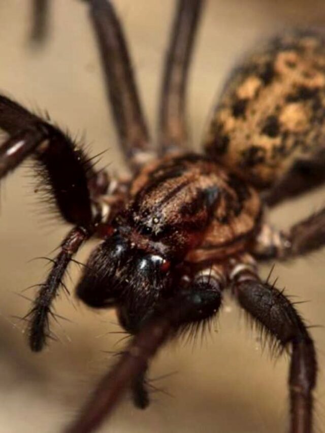 5 Most Dangerous Spiders in the UK That Can Terrify Anyone