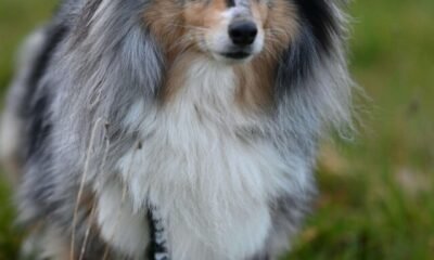 Shetland-Sheep-Dog-1