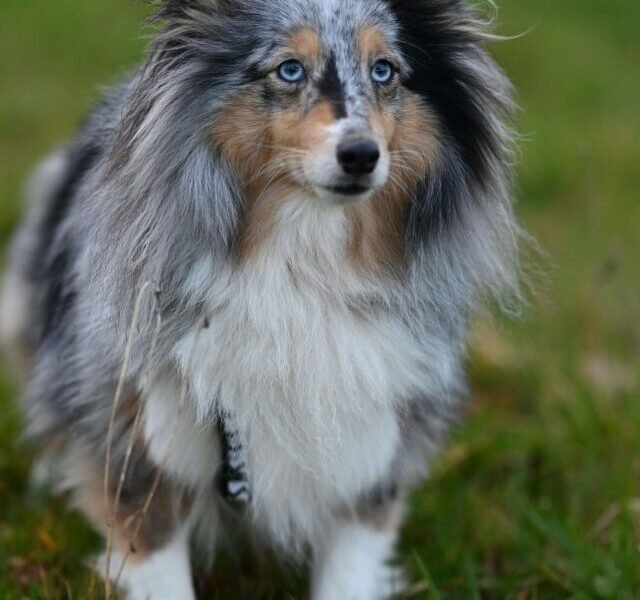 Shetland-Sheep-Dog-1