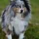 Shetland-Sheep-Dog-1