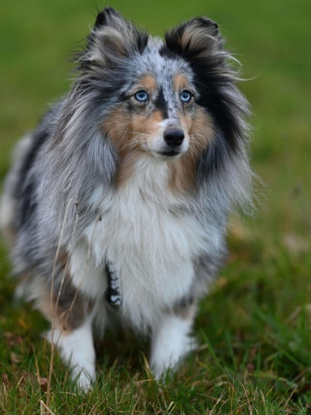 Top 5 Smartest Dog Breeds in the World You Should Know About