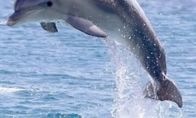 dolphin-tours-fun-facts