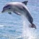 dolphin-tours-fun-facts