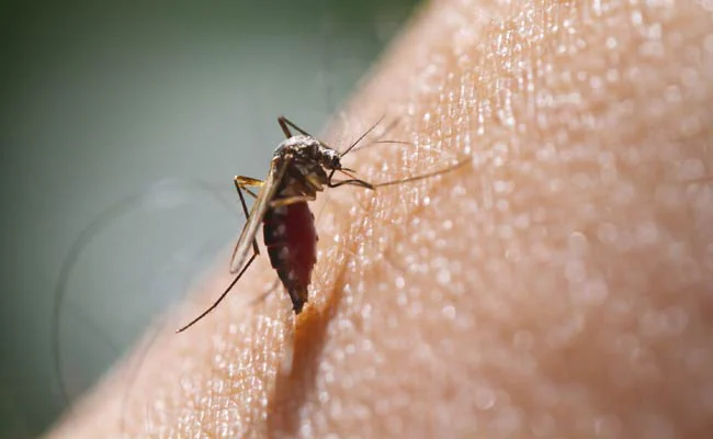 Over 7,000 Infected as Chikungunya Virus Spreads in China’s South | Daily Global Diary