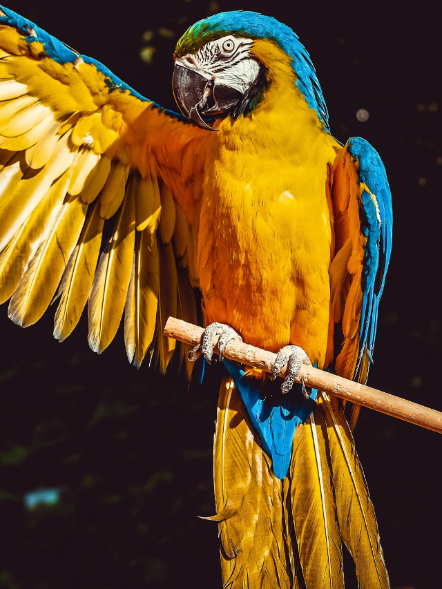 These Parrot Facts Will Make You Want One as a Pet