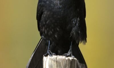 DGD