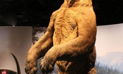 Short-faced bear