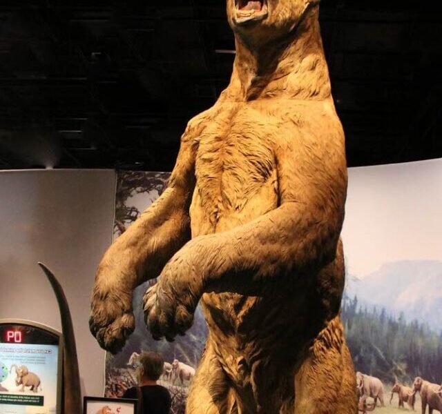 Short-faced bear
