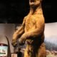 Short-faced bear