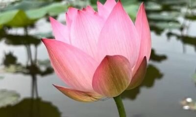 lotus-flower-7354963_1280