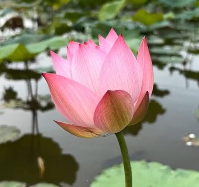 lotus-flower-7354963_1280