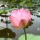 lotus-flower-7354963_1280