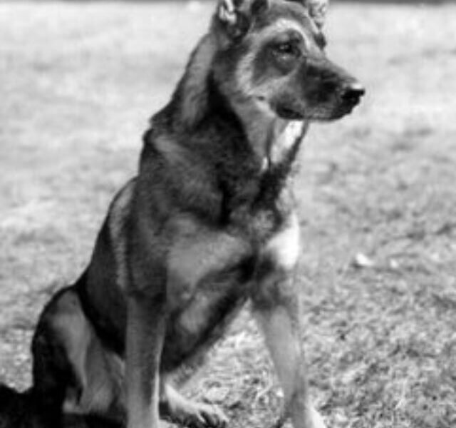 rin-tin-tin_480x480