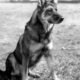 rin-tin-tin_480x480