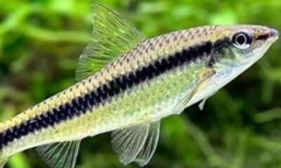 siamese_algae_eater