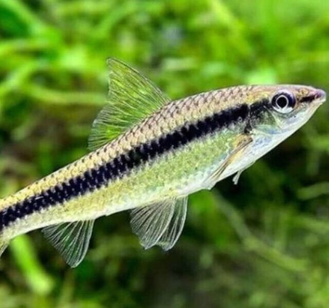 siamese_algae_eater