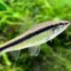 siamese_algae_eater