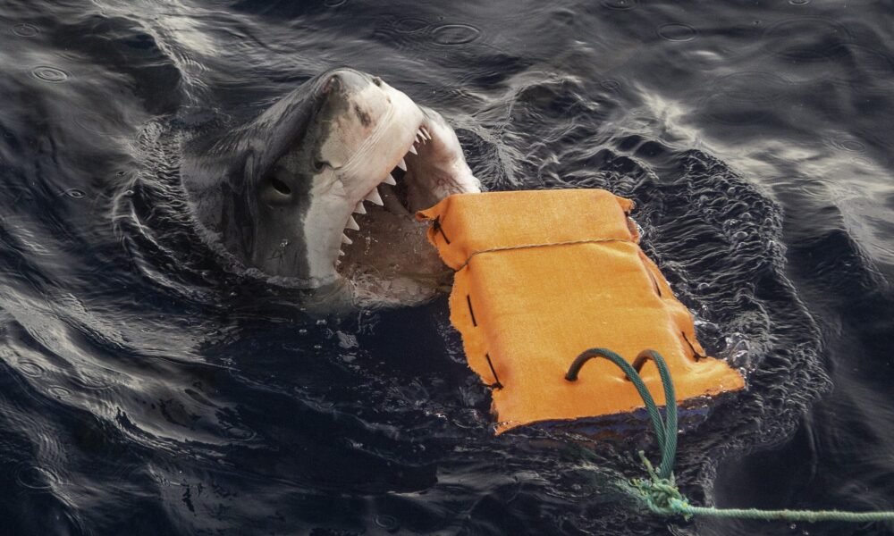Bite-Resistant Wetsuits: Can They Save Surfers from Sharks?