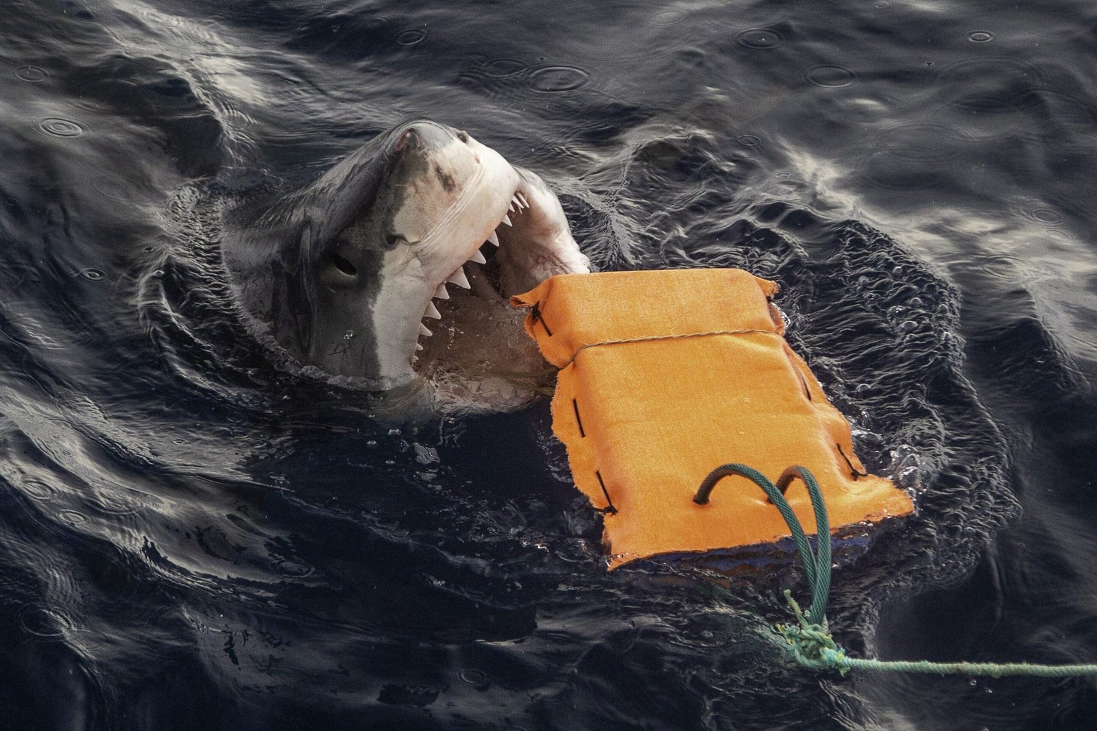 Bite-Resistant Wetsuits: Can They Save Surfers from Sharks?
