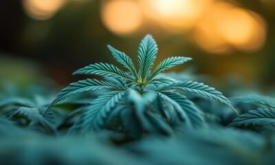 Flora Growth Transforms into ZeroStack with $401M Fundraising for AI Blockchain Infrastructure