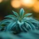 Flora Growth Transforms into ZeroStack with $401M Fundraising for AI Blockchain Infrastructure