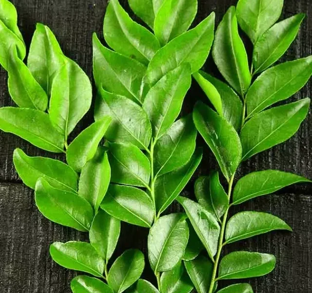245-curry-leaves-for-hair-growth_643607560.jpg
