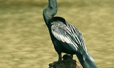250px-Anhinga_anhinga_-Costa_Rica-8