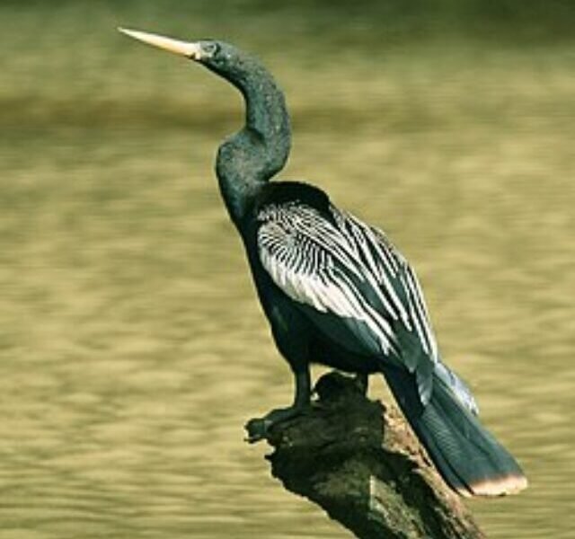 250px-Anhinga_anhinga_-Costa_Rica-8