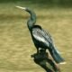 250px-Anhinga_anhinga_-Costa_Rica-8