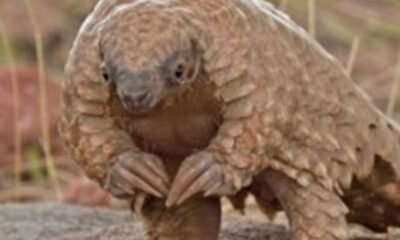 Pangolin