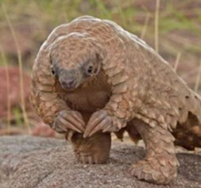 Pangolin
