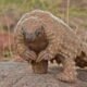 Pangolin