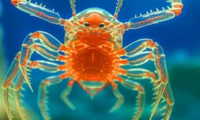 alien-like-parasite-found-scientists-discover-the-most-terrifying-marine-creature-in-2500-miles-of-ocean.jpg
